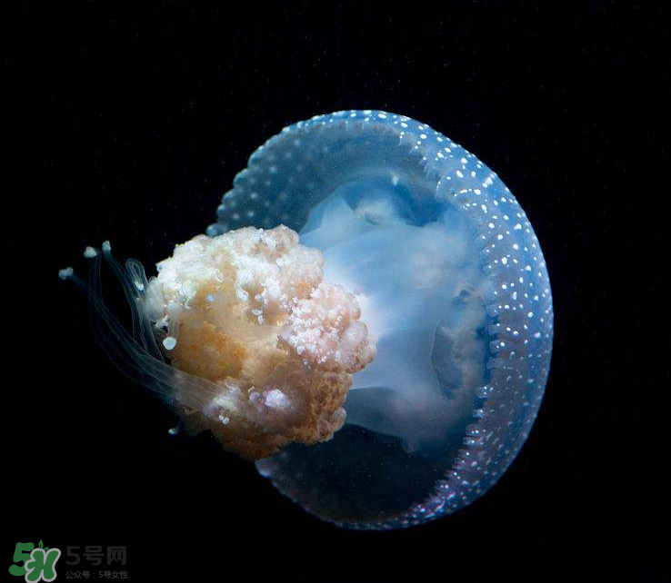 海蜇不泡能吃嗎？海蜇可以直接吃嗎？