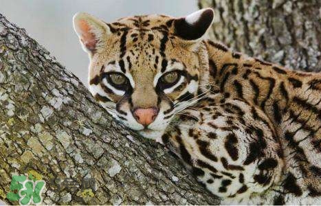 豹貓是豹子和貓生的嗎？豹貓是國家保護(hù)動物嗎