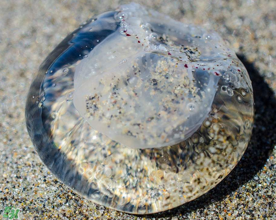 被海蜇蜇傷怎么處理？被海蜇咬了什么癥狀？