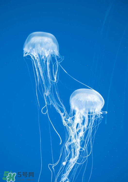 被海蜇蜇傷怎么處理？被海蜇咬了什么癥狀？