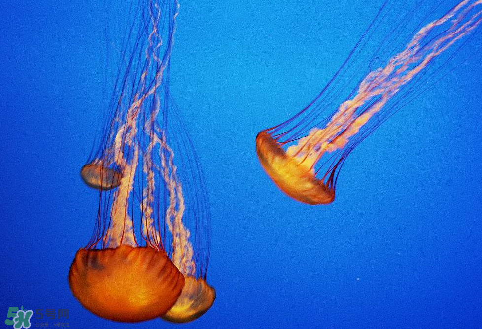 被海蜇蜇傷怎么處理？被海蜇咬了什么癥狀？