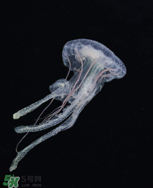 被海蜇蜇傷怎么處理？被海蜇咬了什么癥狀？