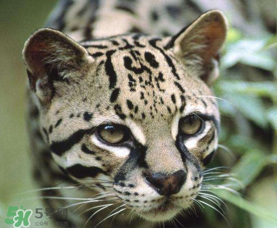 豹貓好養(yǎng)嗎？豹貓是幾級(jí)保護(hù)動(dòng)物