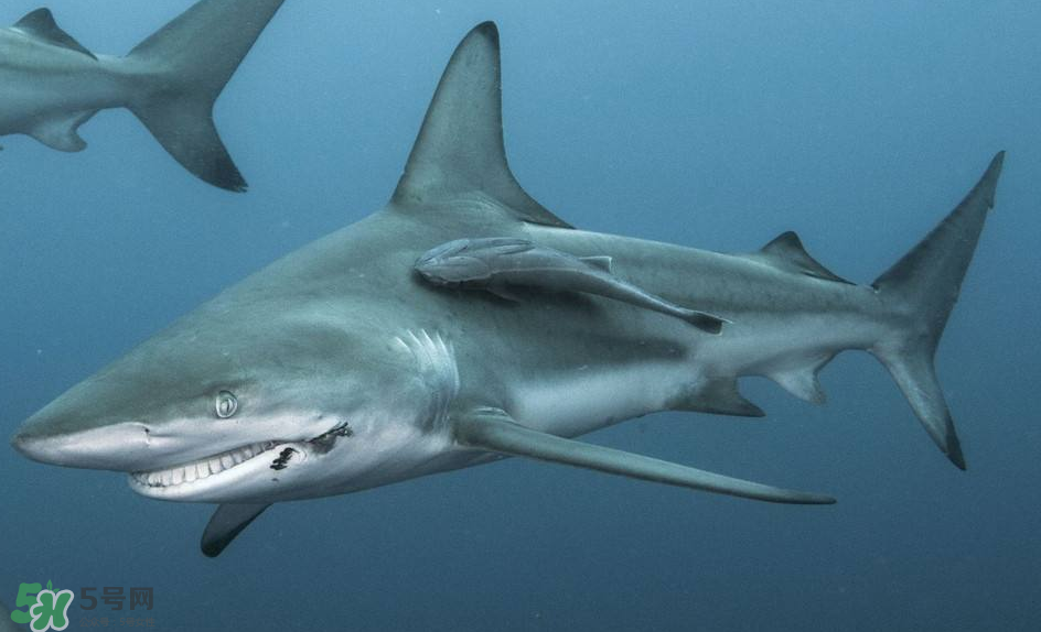鯊魚(yú)被割魚(yú)翅會(huì)死嗎？鯊魚(yú)沒(méi)有魚(yú)翅還能活嗎？