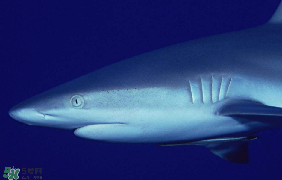 鯊魚(yú)被割魚(yú)翅會(huì)死嗎？鯊魚(yú)沒(méi)有魚(yú)翅還能活嗎？