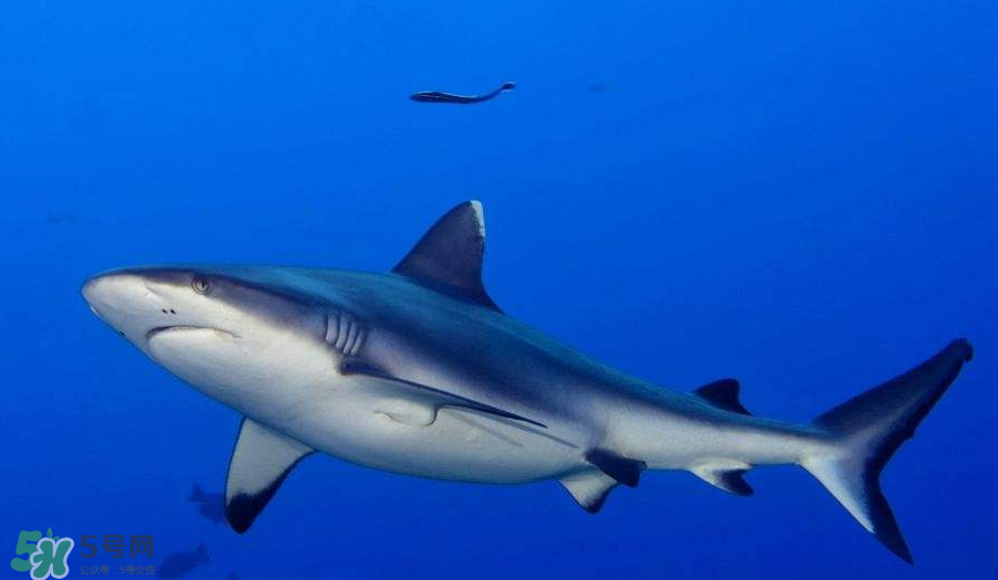 鯊魚(yú)被割魚(yú)翅會(huì)死嗎？鯊魚(yú)沒(méi)有魚(yú)翅還能活嗎？
