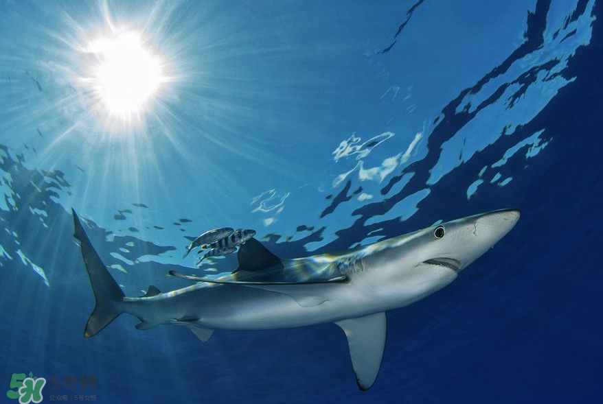 鯊魚(yú)被割魚(yú)翅會(huì)死嗎？鯊魚(yú)沒(méi)有魚(yú)翅還能活嗎？