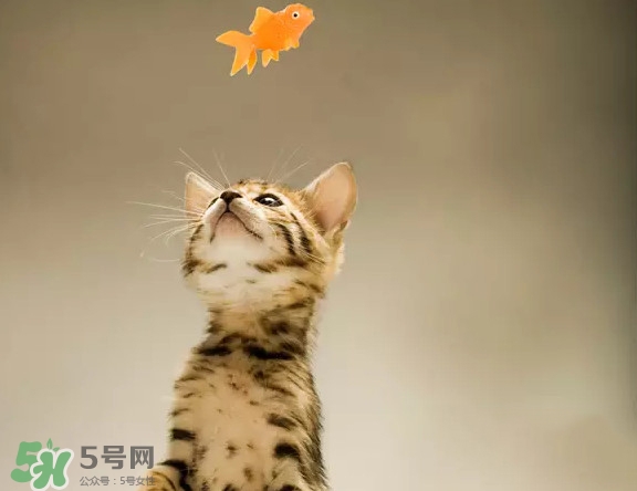 孟加拉豹貓多少錢一只？孟加拉豹貓粘人嗎