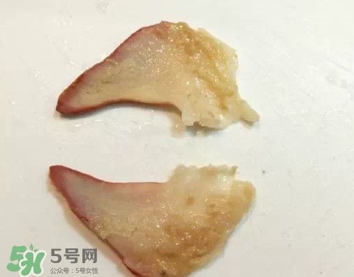 北極貝多少錢一斤？北極貝長什么樣子