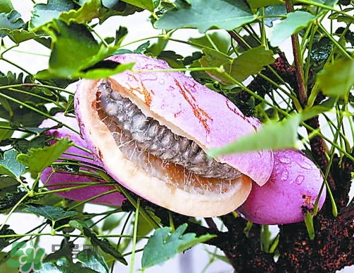 八月炸怎樣種植 八月炸什么時(shí)候成熟 八月炸怎樣種植 八月炸什么時(shí)候成熟