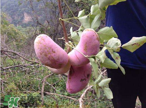 八月炸怎樣種植 八月炸什么時(shí)候成熟 八月炸怎樣種植 八月炸什么時(shí)候成熟