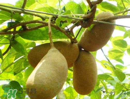 八月炸怎樣種植 八月炸什么時(shí)候成熟 八月炸怎樣種植 八月炸什么時(shí)候成熟