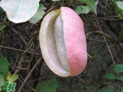 八月炸怎么保存 八月炸怎么催熟 八月炸怎么保存 八月炸怎么催熟