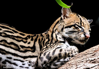 豹貓可以養(yǎng)嗎？豹貓和一般的貓有什么區(qū)別