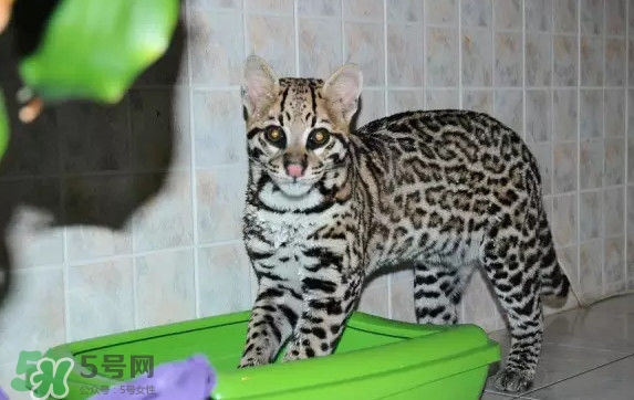 豹貓可以養(yǎng)嗎？豹貓和一般的貓有什么區(qū)別