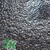 核桃粉怎么做？核桃粉的功效與作用