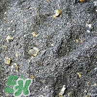 核桃粉怎么做？核桃粉的功效與作用