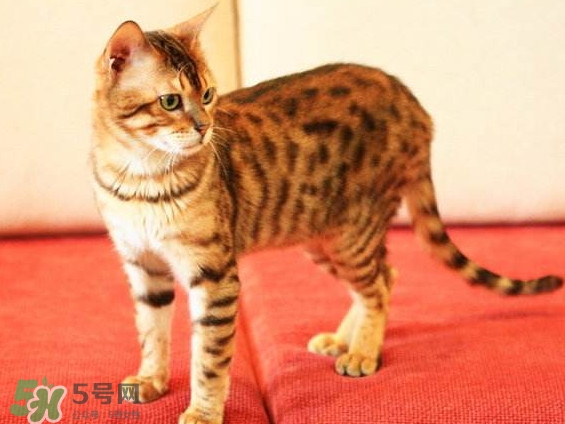 孟加拉豹貓多少錢一只？孟加拉豹貓粘人嗎