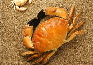 哪種螃蟹適合做香辣蟹？香辣蟹是用什么蟹做的？