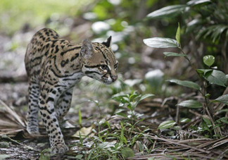 豹貓好養(yǎng)嗎？豹貓是幾級(jí)保護(hù)動(dòng)物