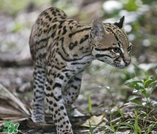 豹貓好養(yǎng)嗎？豹貓是幾級(jí)保護(hù)動(dòng)物