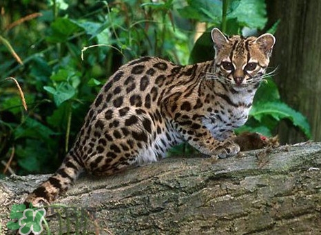 豹貓好養(yǎng)嗎？豹貓是幾級(jí)保護(hù)動(dòng)物