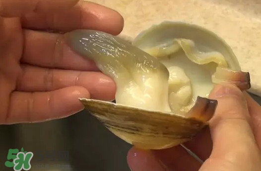 北極貝多少錢一斤？北極貝長什么樣子