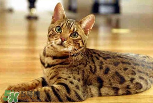孟加拉豹貓多少錢一只？孟加拉豹貓粘人嗎