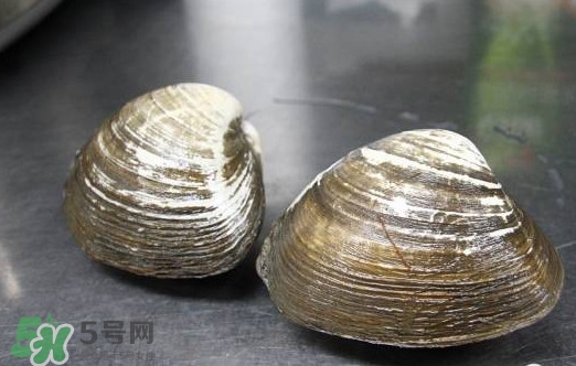 北極貝多少錢一斤？北極貝長什么樣子