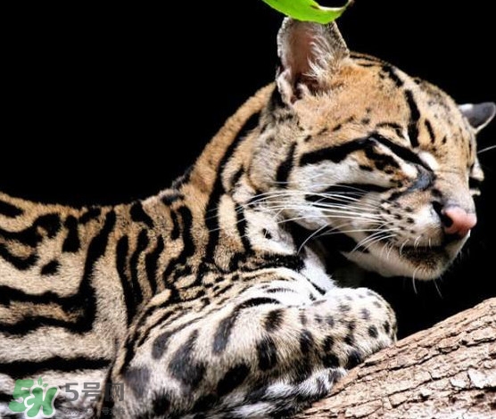 豹貓可以養(yǎng)嗎？豹貓和一般的貓有什么區(qū)別