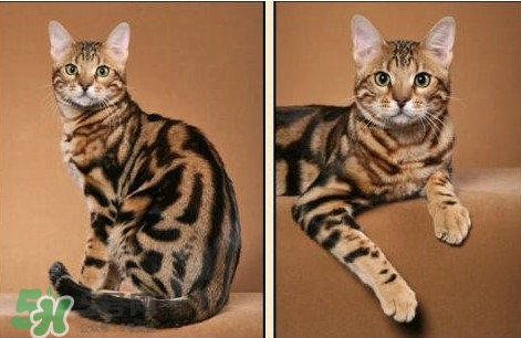 豹貓可以養(yǎng)嗎？豹貓和一般的貓有什么區(qū)別