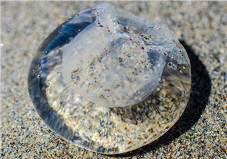 被海蜇蜇傷怎么處理？被海蜇咬了什么癥狀？