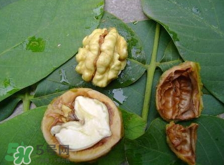 青皮核桃和干核桃哪個(gè)營(yíng)養(yǎng)高？有什么區(qū)別？