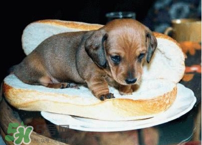 熱狗為什么叫熱狗？網(wǎng)絡(luò)上熱狗是什么意思