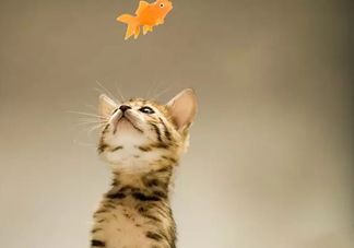 孟加拉豹貓多少錢一只？孟加拉豹貓粘人嗎