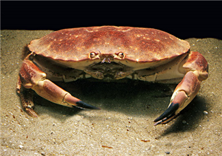 蟹黃可以做什么菜？蟹黃怎么做好吃？