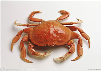 哪種螃蟹有蟹黃？哪種螃蟹蟹黃最多？