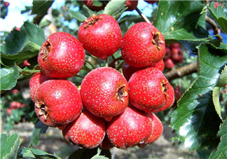 山楂怎么吃才減肥？山楂怎么吃能減肥瘦身？