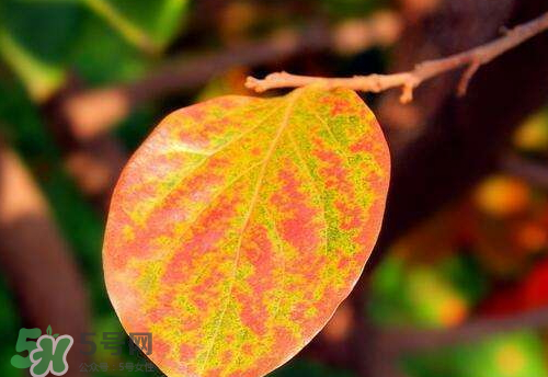 柿子葉可以泡茶喝嗎 柿子葉怎么泡茶 柿子葉可以泡茶喝嗎 柿子葉怎么泡茶