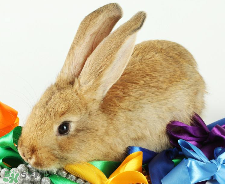 兔肉是涼性還是熱性？兔肉是酸性還是堿性？