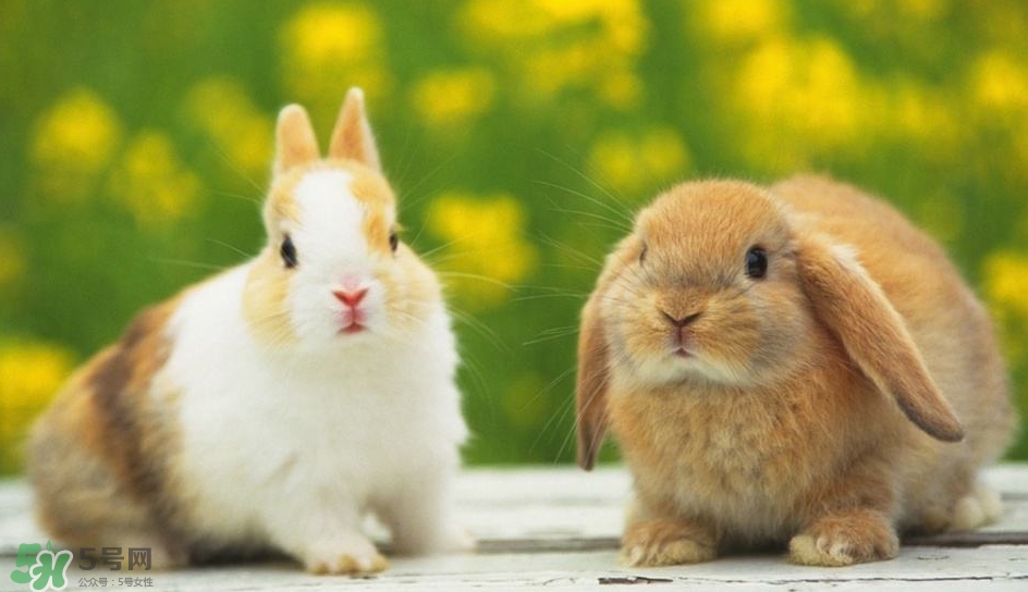 兔肉是涼性還是熱性？兔肉是酸性還是堿性？