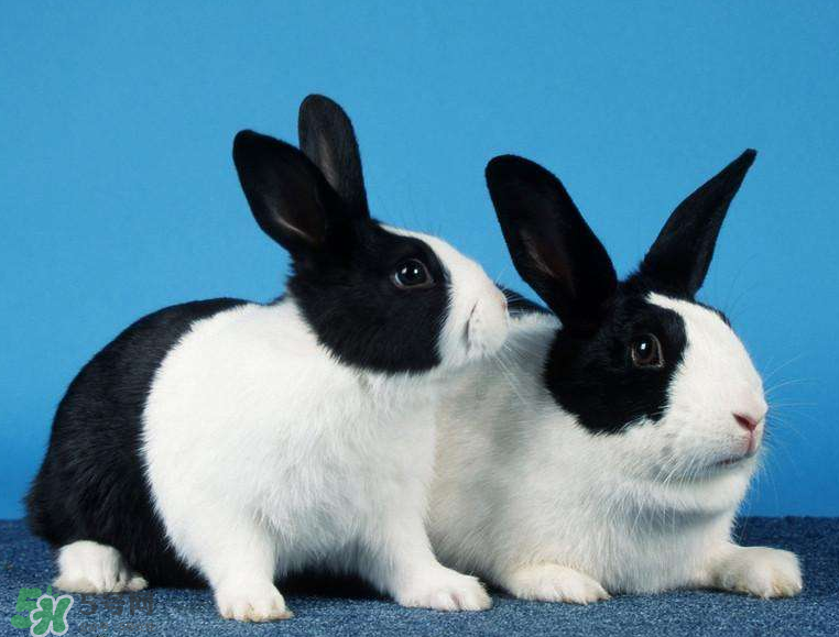 兔肉是涼性還是熱性？兔肉是酸性還是堿性？