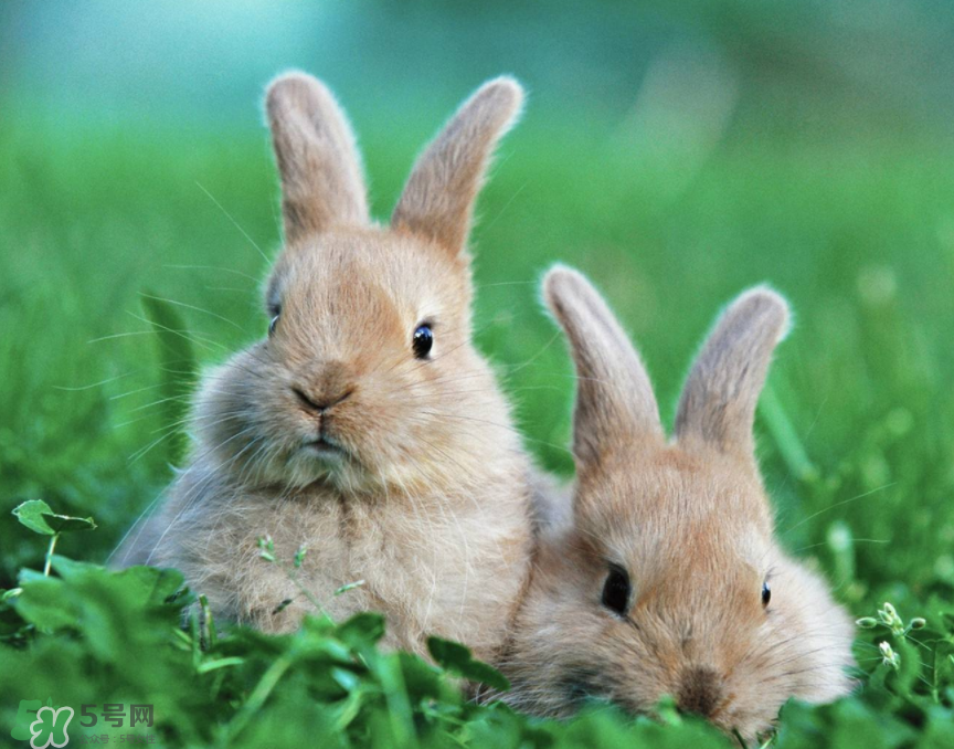 兔肉是涼性還是熱性？兔肉是酸性還是堿性？