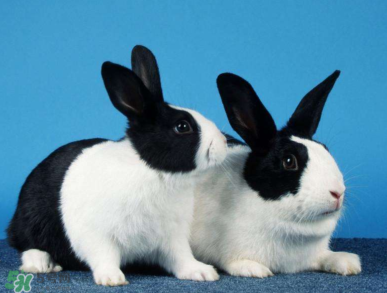 兔肉和什么一起燉最好？兔肉和什么一起吃最好？