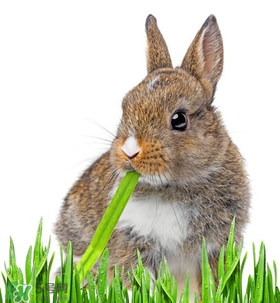 兔肉和什么一起燉最好？兔肉和什么一起吃最好？