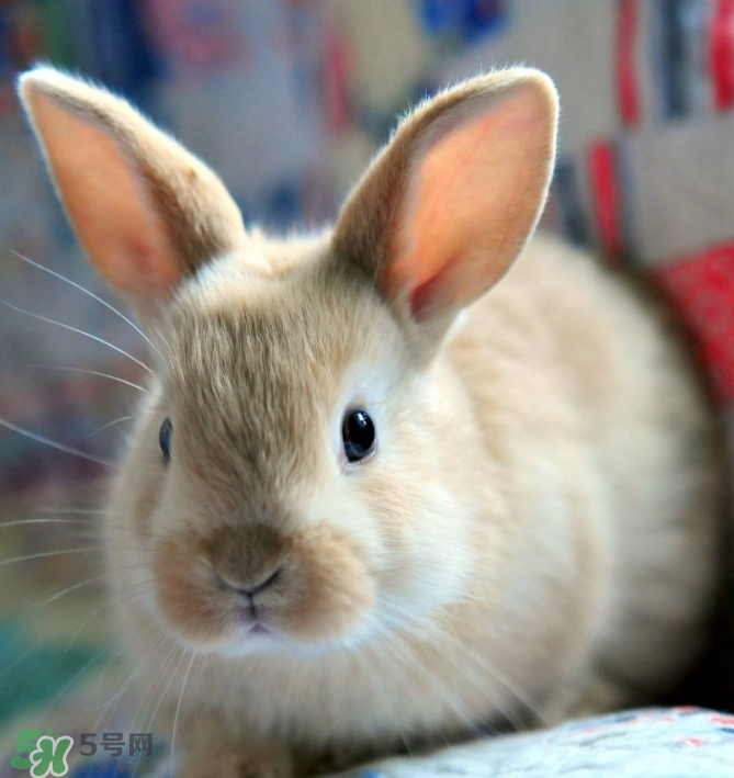 兔肉和什么一起燉最好？兔肉和什么一起吃最好？