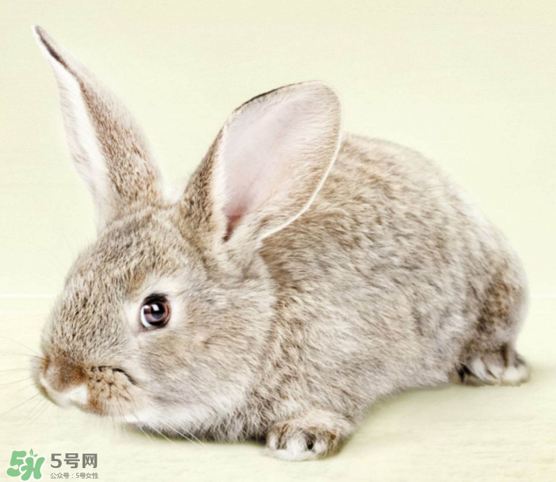 兔肉和什么一起燉最好？兔肉和什么一起吃最好？