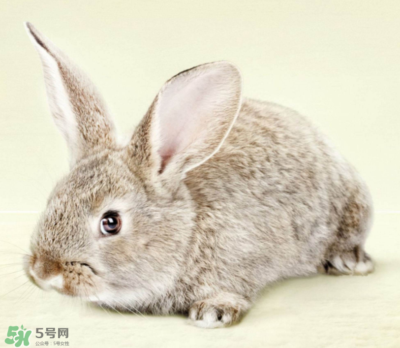 兔肉和雞肉能一起吃嗎？兔肉和土豆能一起吃嗎？