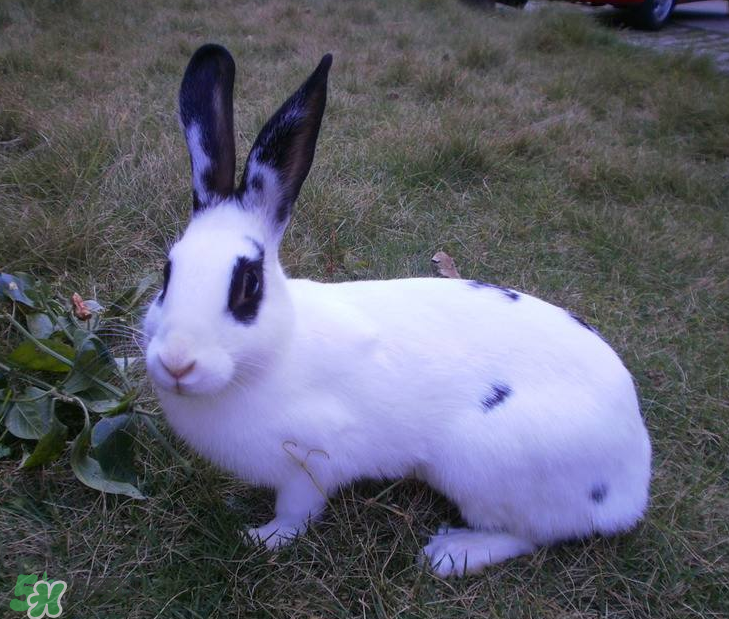 兔肉和雞肉能一起吃嗎？兔肉和土豆能一起吃嗎？