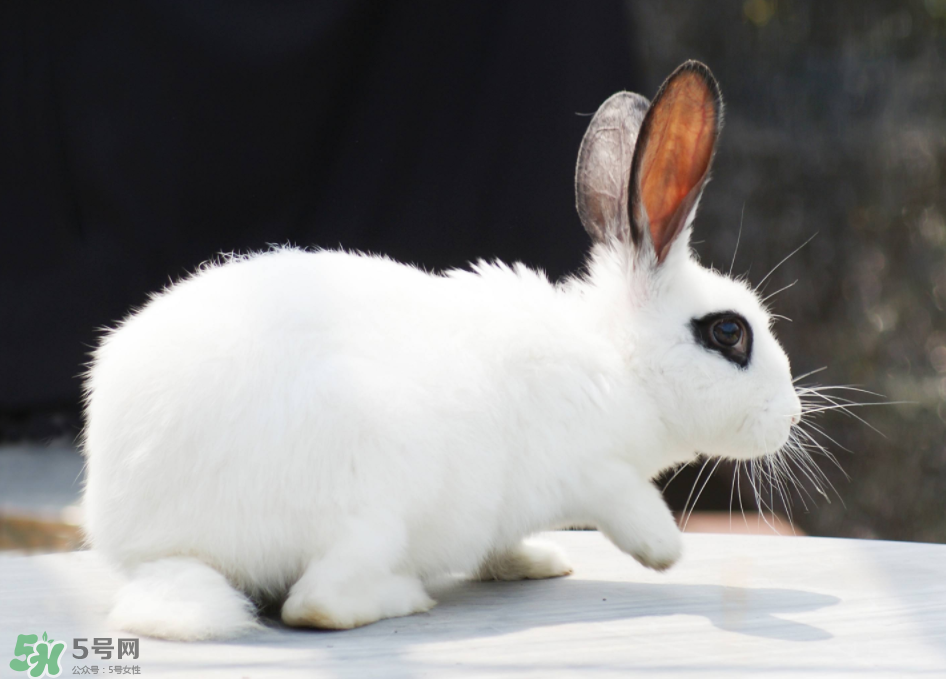 兔肉和雞肉能一起吃嗎？兔肉和土豆能一起吃嗎？